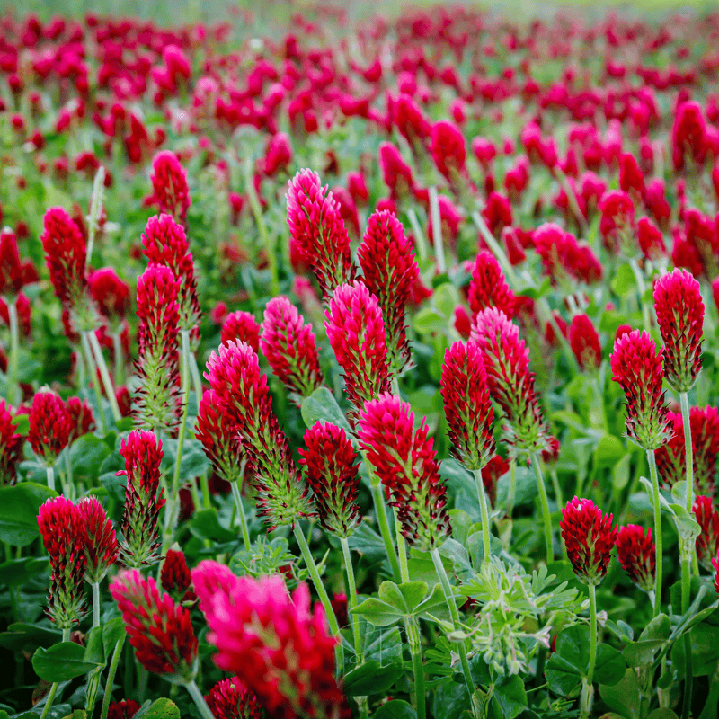 Load image into Gallery viewer, Crimson “Dixie” Clover – 1,000 Seeds

