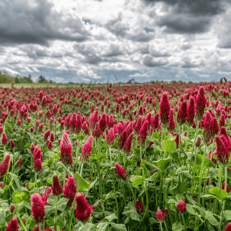 Load image into Gallery viewer, Crimson “Dixie” Clover – 1,000 Seeds
