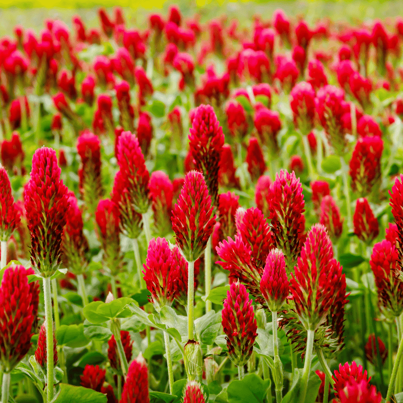 Load image into Gallery viewer, Crimson “Dixie” Clover – 1,000 Seeds
