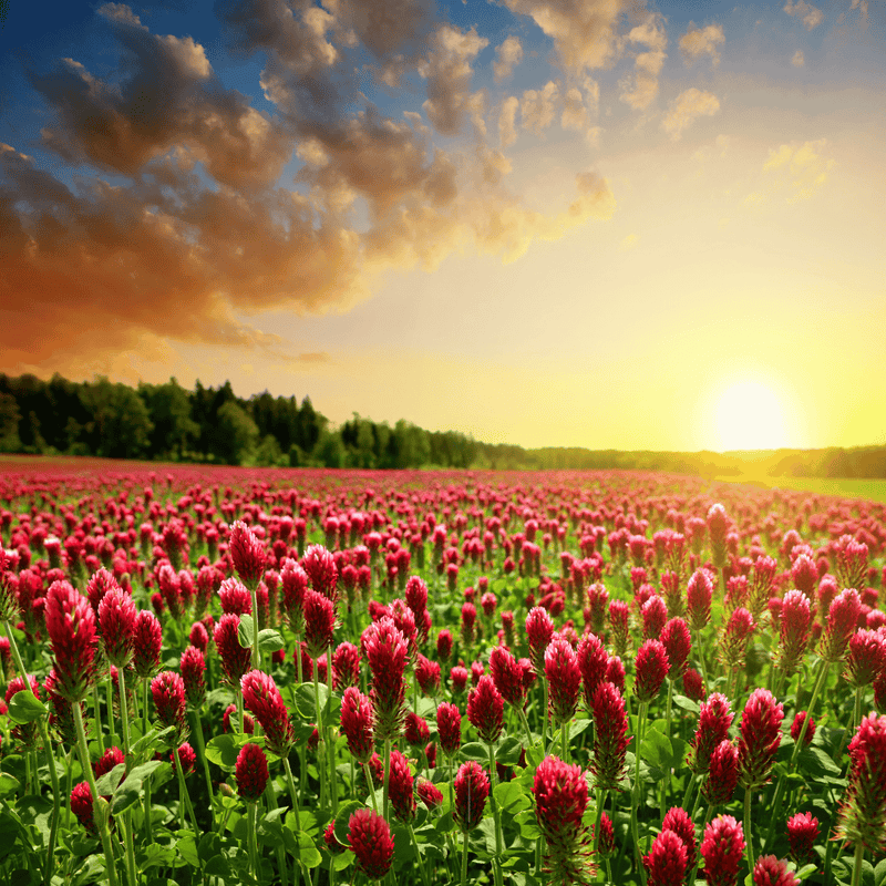 Load image into Gallery viewer, Crimson “Dixie” Clover – 1,000 Seeds
