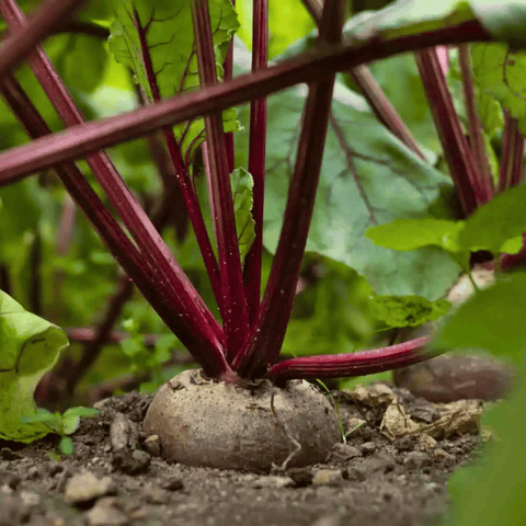 Crosby's Egyptian Beet seeds package, 100 count, GrowTime Garden Supply