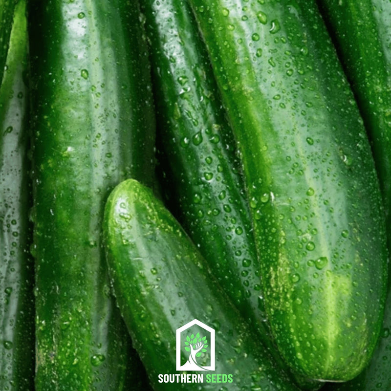 Load image into Gallery viewer, Beit Alpha Cucumber – 30 Seeds

