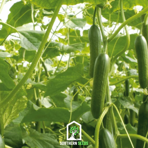 Beit Alpha Cucumber – 30 Seeds, additional product view 2