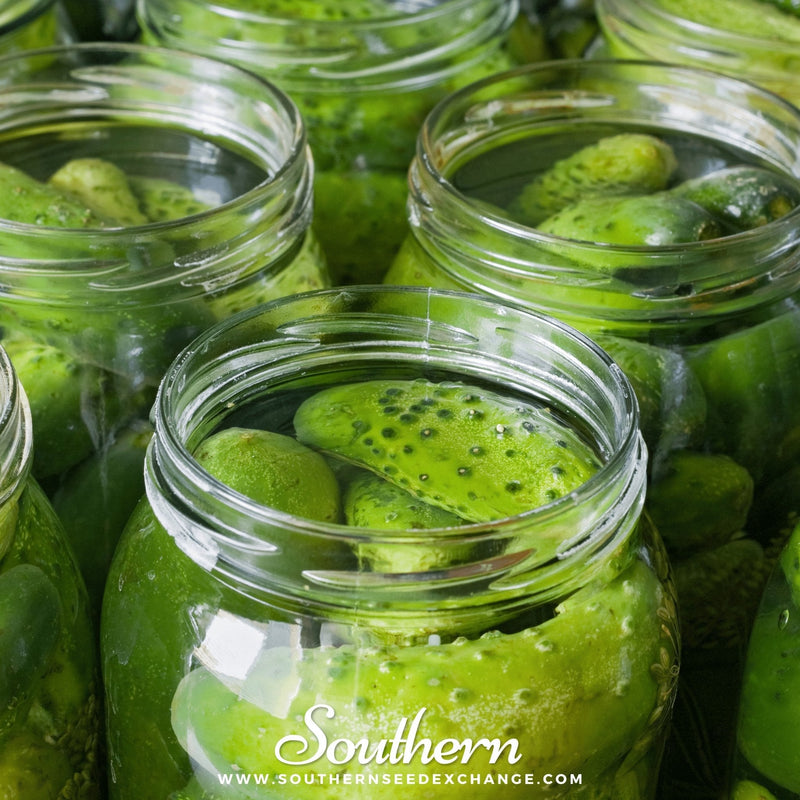 Load image into Gallery viewer, Boston Pickling Cucumber – 30 Seeds
