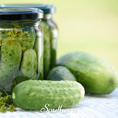 Boston Pickling Cucumber seeds package, 30 count, GrowTime Garden Supply
