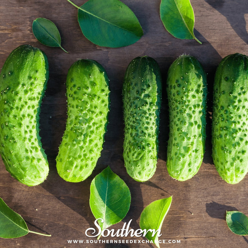 Load image into Gallery viewer, Boston Pickling Cucumber – 30 Seeds
