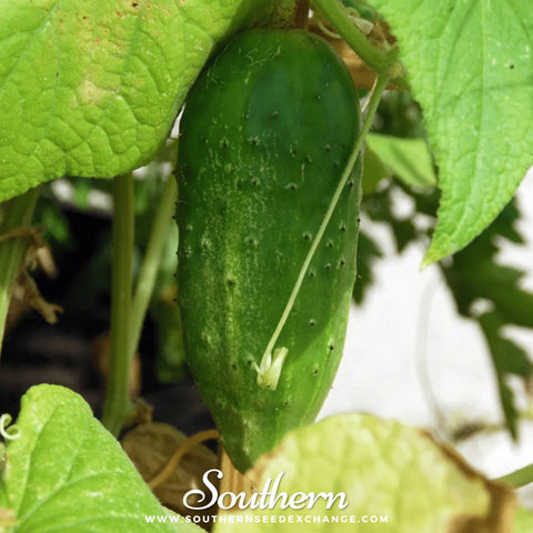 Boston Pickling Cucumber – 30 Seeds, additional product view 2