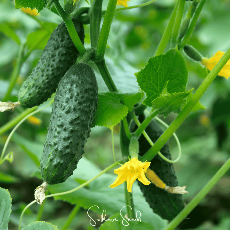 Load image into Gallery viewer, H-19 Little Leaf Cucumber – 30 Seeds
