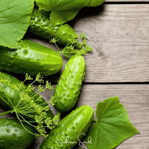 H-19 Little Leaf Cucumber 30 Seeds