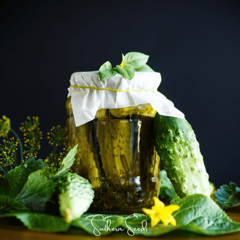 H-19 Little Leaf Cucumber – 30 Seeds, additional product view 2