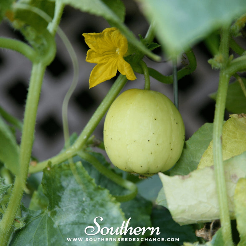 Load image into Gallery viewer, Lemon Cucumber – 30 Seeds
