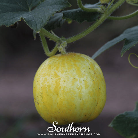 Lemon Cucumber seeds package, 30 count, GrowTime Garden Supply