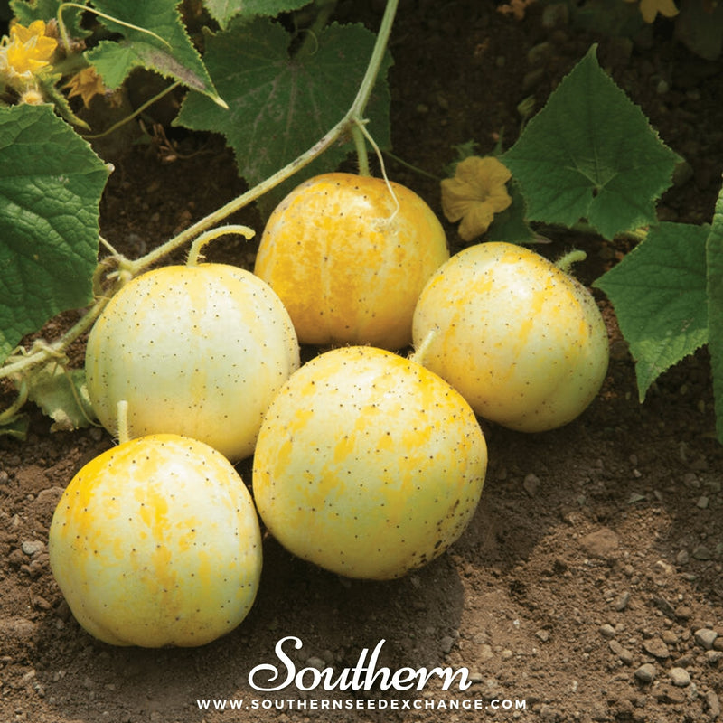Load image into Gallery viewer, Lemon Cucumber – 30 Seeds
