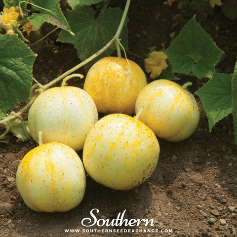 Lemon Cucumber – 30 Seeds, additional product view 2
