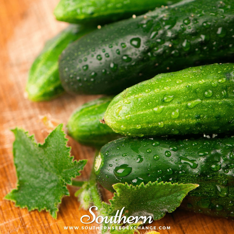 Load image into Gallery viewer, Marketmore 76 Cucumber – 30 Seeds

