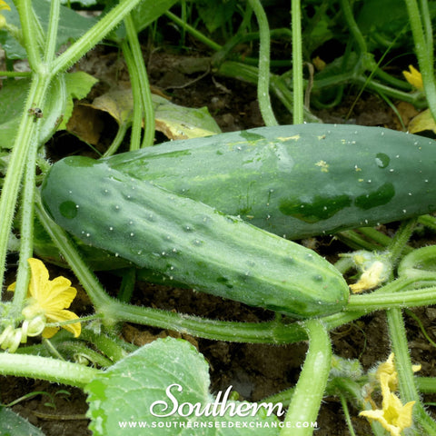 Marketmore 76 Cucumber – 30 Seeds, additional product view 2
