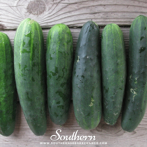 Marketmore 76 Cucumber seeds package, 30 count, GrowTime Garden Supply