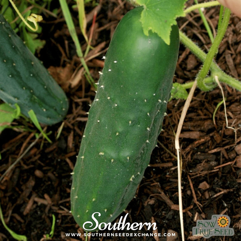 Load image into Gallery viewer, Marketmore 76 Cucumber – 30 Seeds
