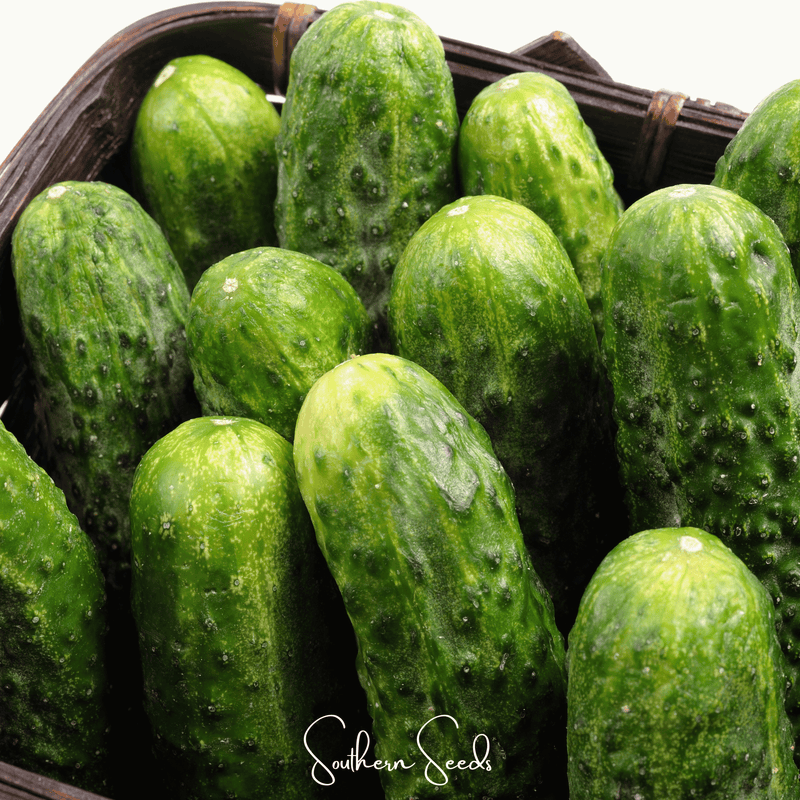 Load image into Gallery viewer, National Pickling Cucumber – 30 Seeds
