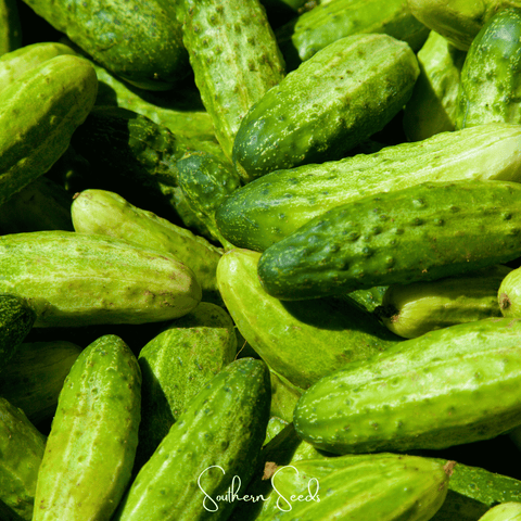 National Pickling Cucumber 30 Seeds