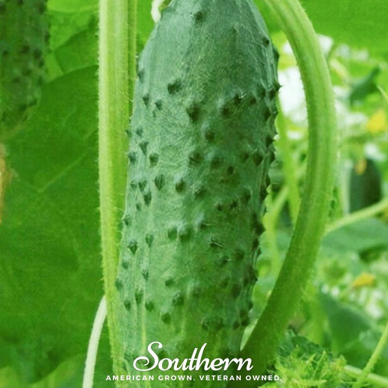 Load image into Gallery viewer, Pioneer Cucumber – 30 Seeds
