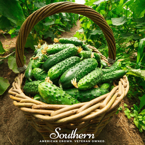 Pioneer Cucumber 30 Seeds