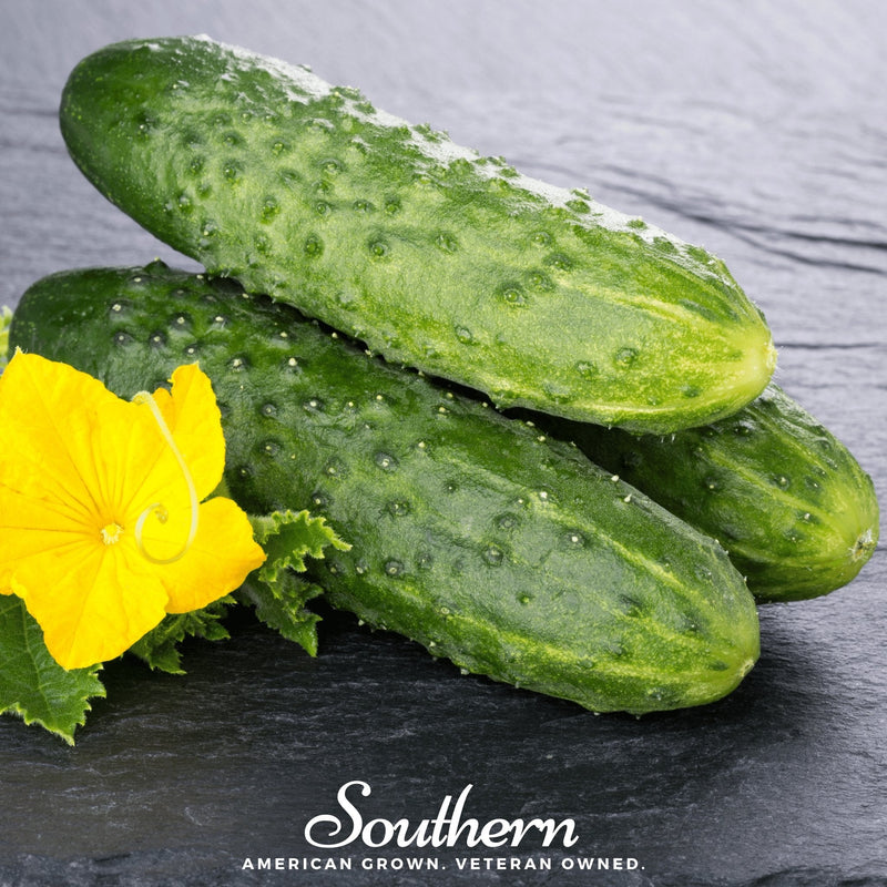 Load image into Gallery viewer, Pioneer Cucumber – 30 Seeds
