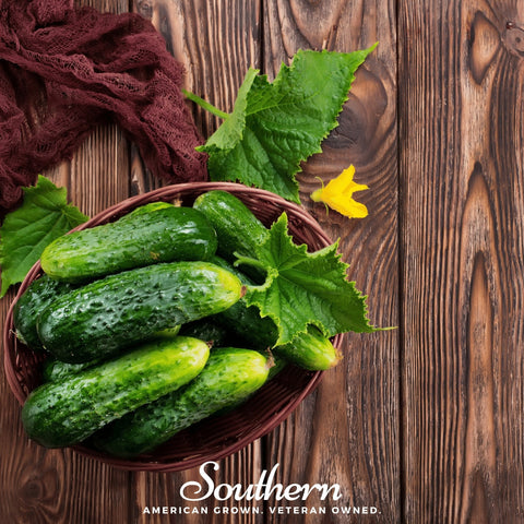 Pioneer Cucumber – 30 Seeds, additional product view 2