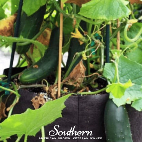 Spacemaster Cucumber – 30 Seeds, additional product view 2