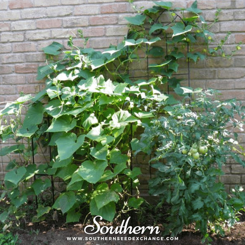 Straight 8 Cucumber – 30 Seeds, additional product view 2