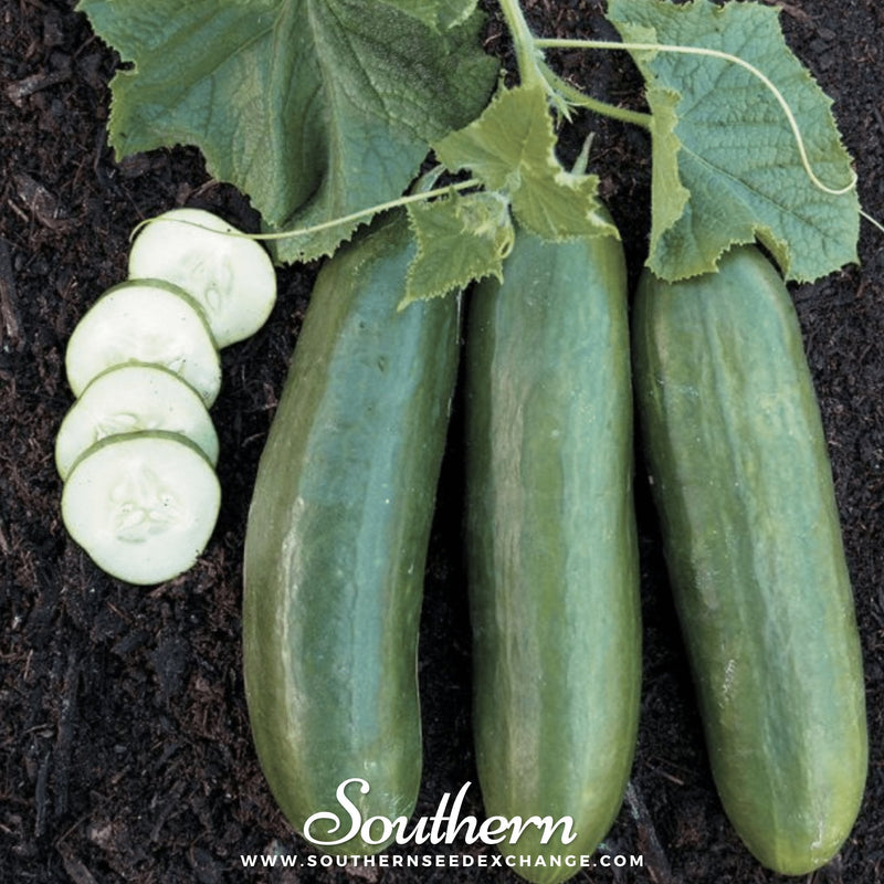 Load image into Gallery viewer, Straight 8 Cucumber – 30 Seeds
