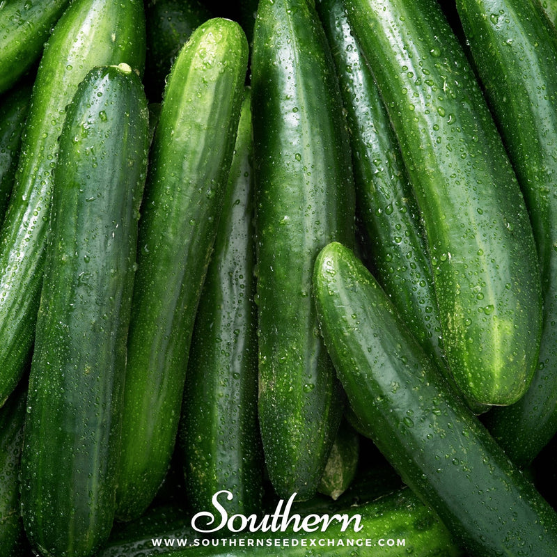 Load image into Gallery viewer, Straight 8 Cucumber – 30 Seeds
