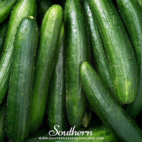 Straight 8 Cucumber seeds package, 30 count, GrowTime Garden Supply