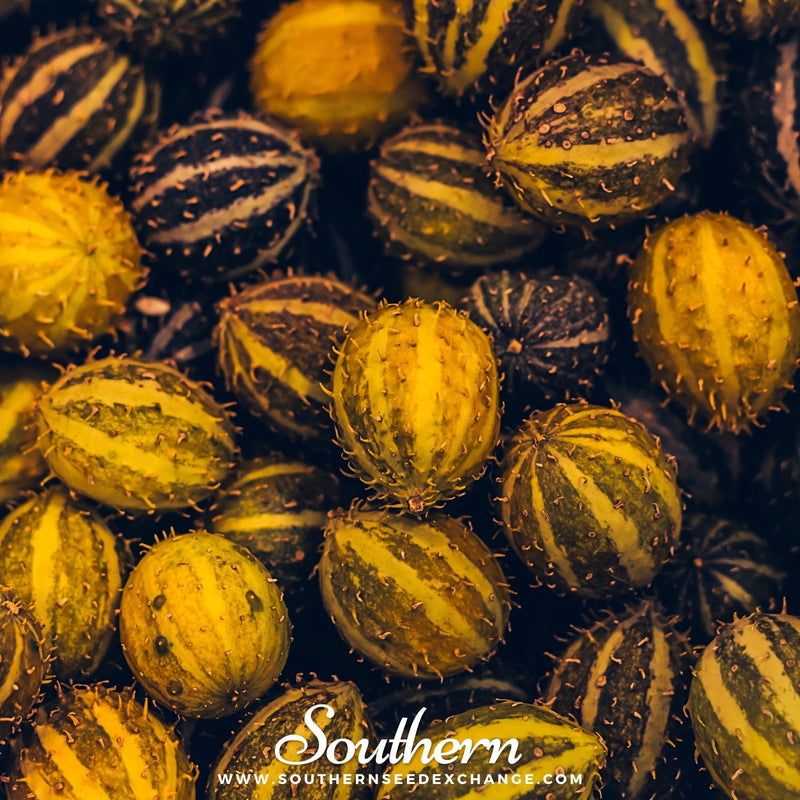 Load image into Gallery viewer, West Indian Gherkin Cucumber – 30 Seeds
