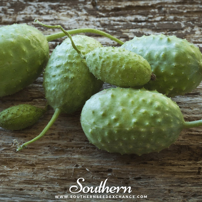 Load image into Gallery viewer, West Indian Gherkin Cucumber – 30 Seeds
