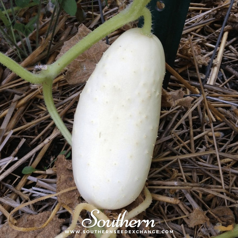 Load image into Gallery viewer, White Wonder Cucumber – 30 Seeds
