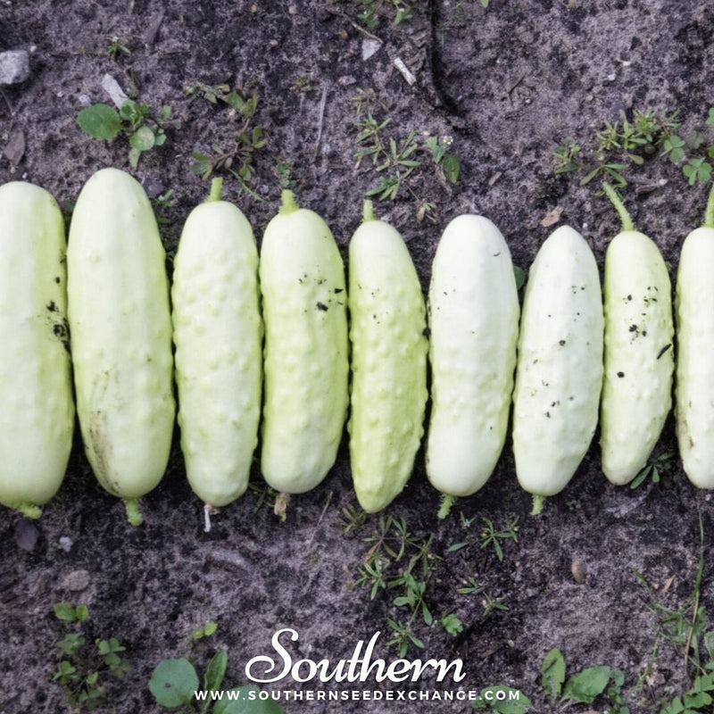 Load image into Gallery viewer, White Wonder Cucumber – 30 Seeds
