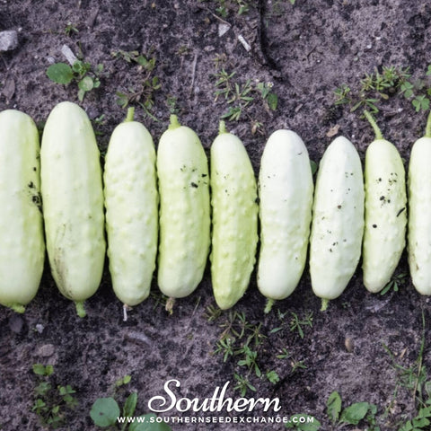 White Wonder Cucumber – 30 Seeds, additional product view 2