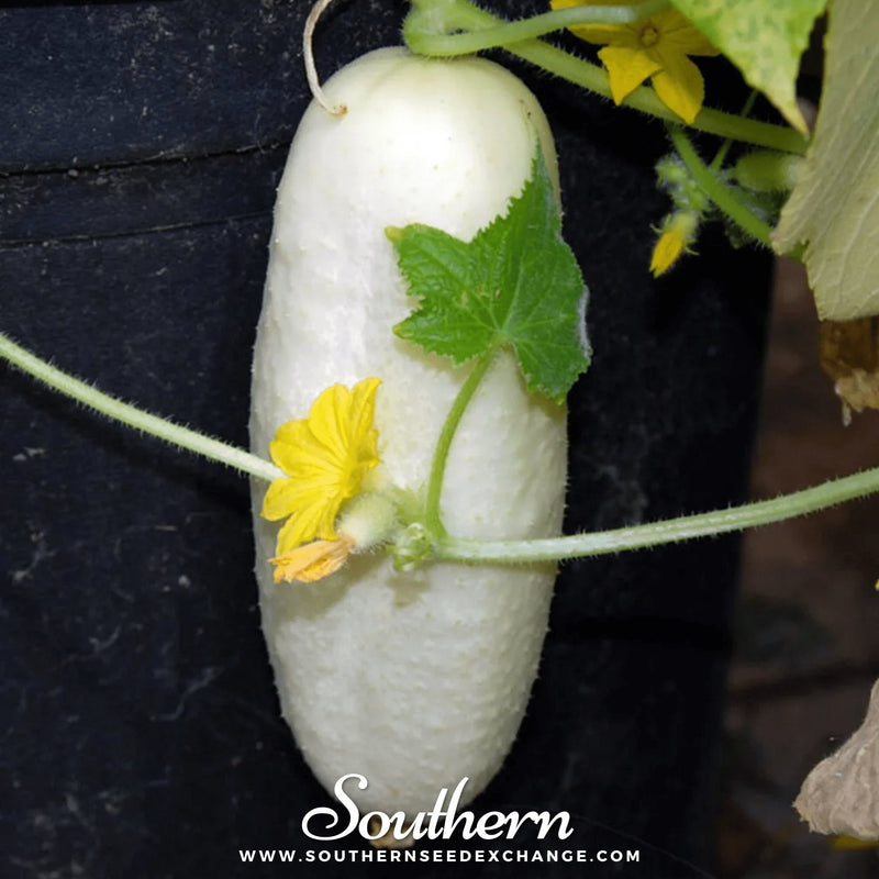 Load image into Gallery viewer, White Wonder Cucumber – 30 Seeds
