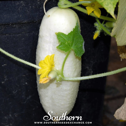 White Wonder Cucumber seeds package, 30 count, GrowTime Garden Supply