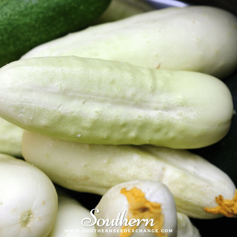 Load image into Gallery viewer, White Wonder Cucumber – 30 Seeds
