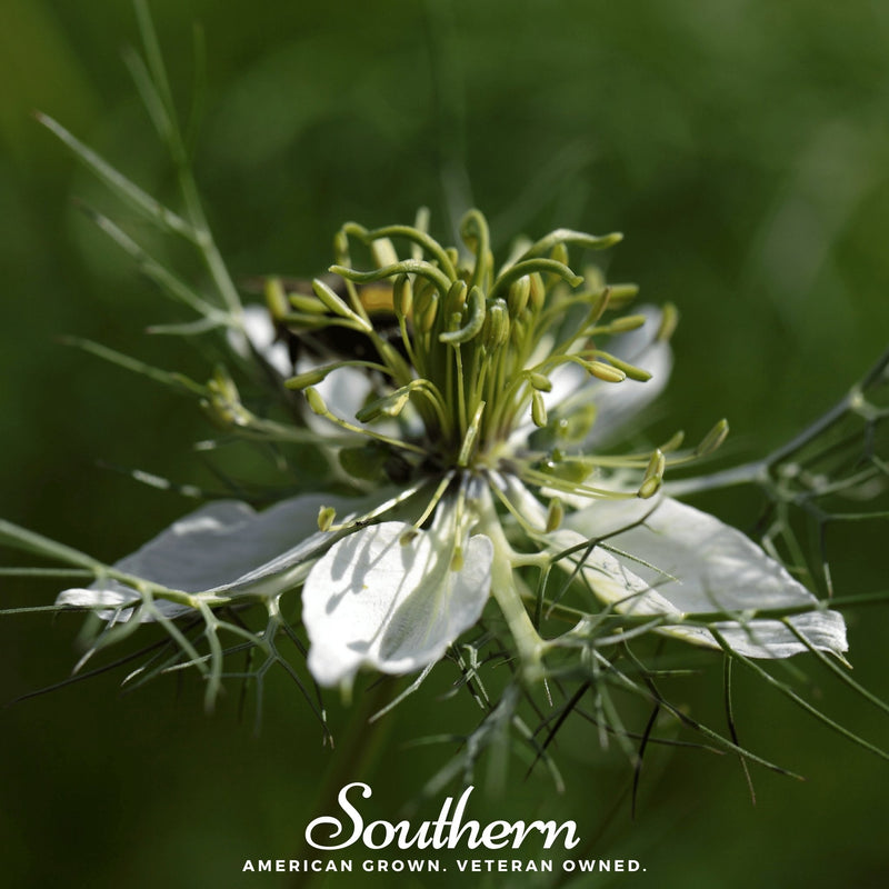 Load image into Gallery viewer, Black Cumin – 50 Seeds
