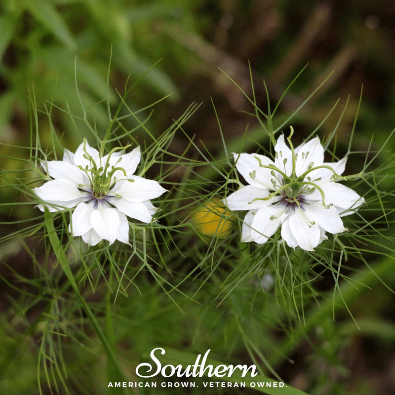 Load image into Gallery viewer, Black Cumin – 50 Seeds

