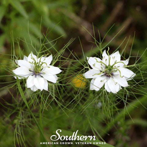 Black Cumin 50 Seeds