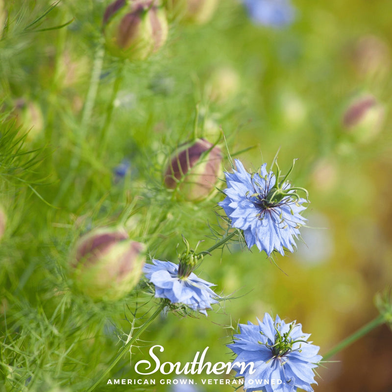 Load image into Gallery viewer, Black Cumin – 50 Seeds
