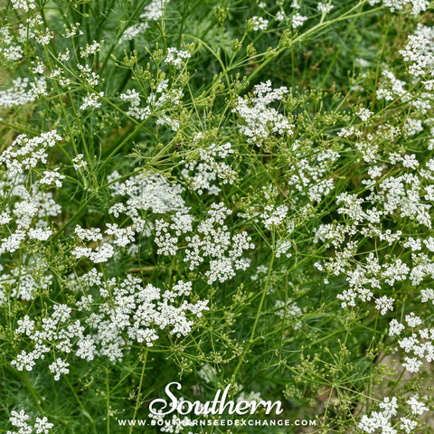 Cumin seeds package, 100 count, GrowTime Garden Supply