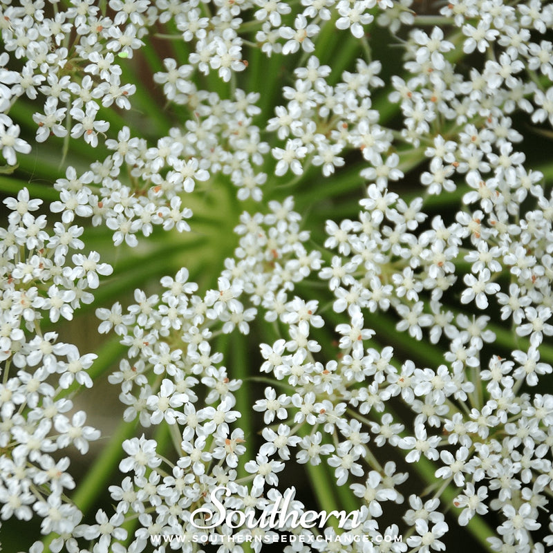 Load image into Gallery viewer, Cumin – 100 Seeds
