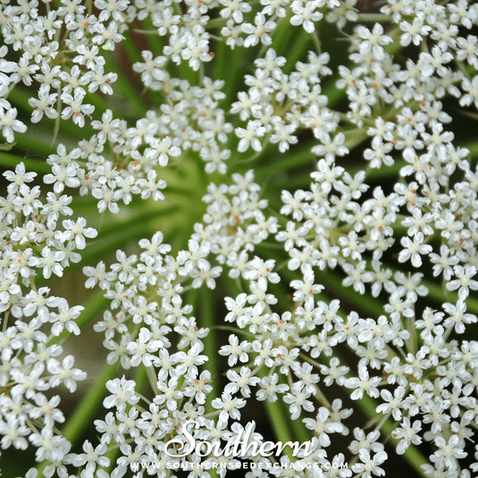 Cumin – 100 Seeds