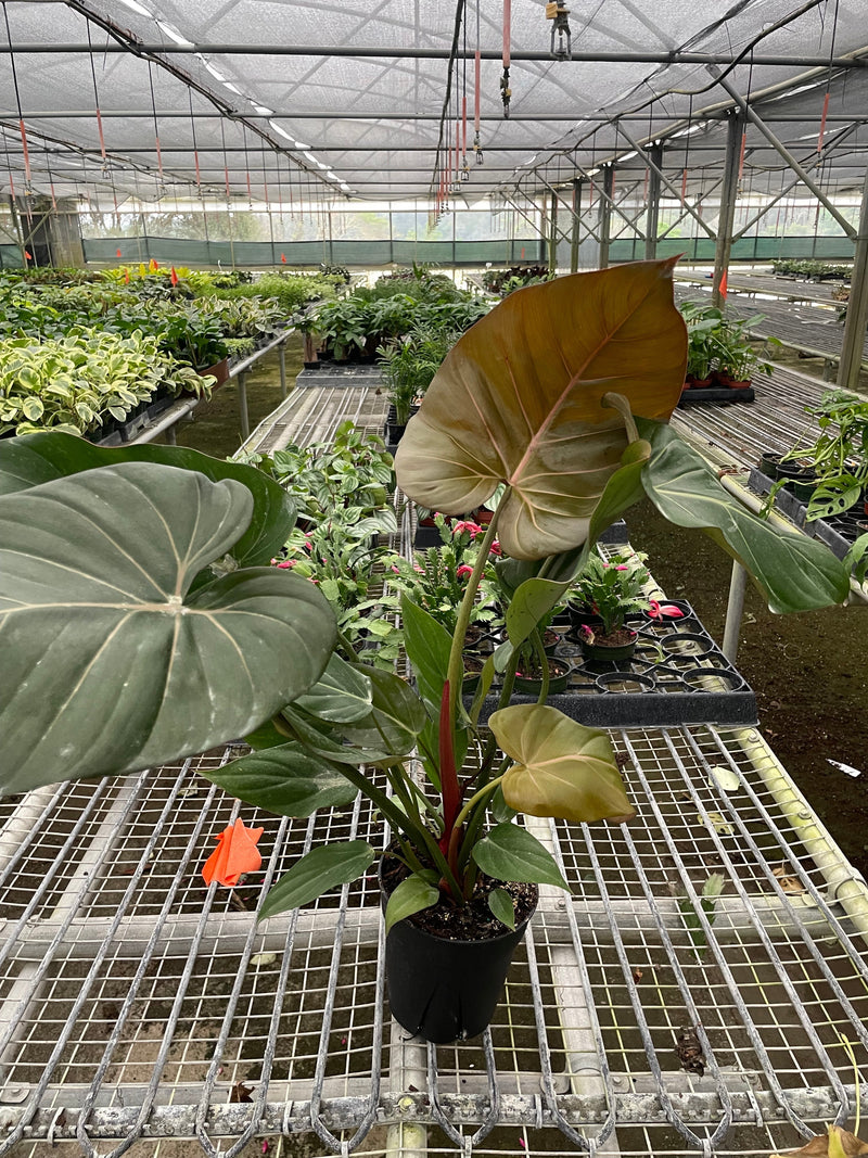 Load image into Gallery viewer, Philodendron 'Summer Glory'
