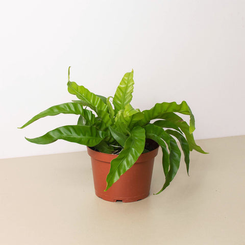 Bird's Nest Hurricane fern